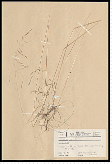 Poa palustris L.