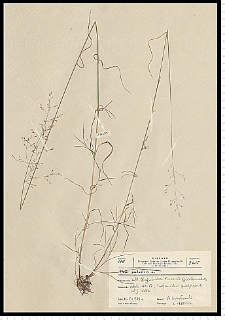 Poa palustris L.