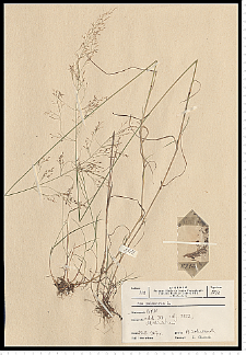 Poa palustris L.