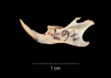 Apodemus sylvaticus