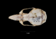 Apodemus sylvaticus