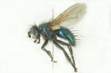 Gymnocheta viridis (Fallen, 1810)