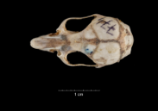 Apodemus sylvaticus
