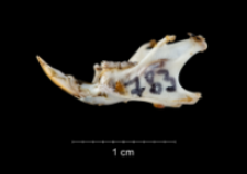 Apodemus sylvaticus