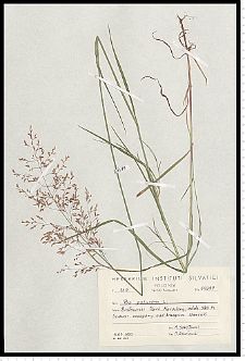 Poa palustris L.