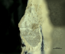 Goniodromites serratus