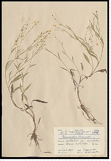 Ranunculus flammula L.