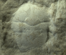 Goniodromites species