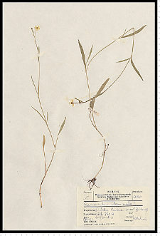 Ranunculus flammula L.