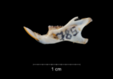 Apodemus sylvaticus