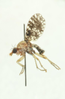 Trypetoptera punctulata (Scopoli, 1763)