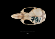Apodemus sylvaticus