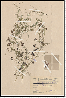 Vicia hirsuta (L.) S. F. Gray