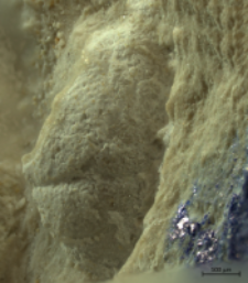 Goniodromites kubai
