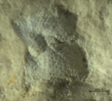 Goniodromitidae