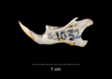 Apodemus sylvaticus