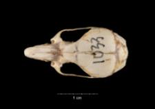 Apodemus sylvaticus