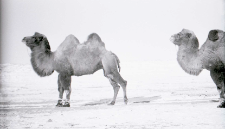 Wielbłądy na pastwisku zimą