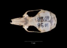 Apodemus sylvaticus