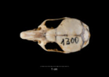 Apodemus sylvaticus