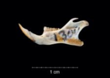Apodemus sylvaticus