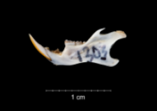 Apodemus sylvaticus