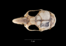 Apodemus sylvaticus