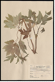 Aegopodium podagraria L.