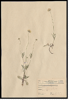 Scabiosa ochroleuca L.