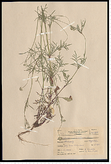 Scabiosa ochroleuca L.