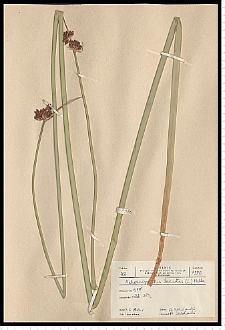 Schoenoplectus lacustris (L.) Palla