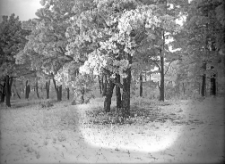 Gr&oacute;dek i okolice