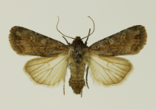 Euxoa tritici (Linnaeus, 1761)