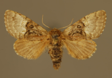 Colocasia coryli (Linnaeus, 1758)