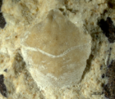 Goniodromites kubai