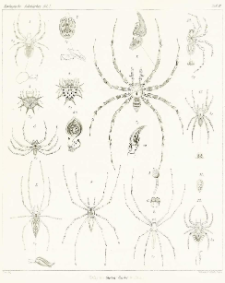 Beiträge zur Kenntniss der Spinnenfauna Madagascars