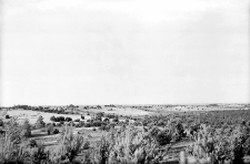 Miejscowość nieznana : stanowisko wydmowe