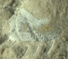 Goniodromites species