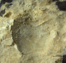 Goniodromites species