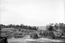 Miejscowość nieznana : stanowisko wydmowe