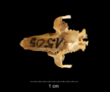 Dipodillus simoni