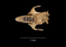 Dipodillus simoni
