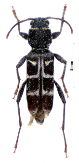Xylotrechus ibex (F. Gebler, 1825)