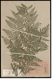 Dryopteris dilatata (Hoffm.) A. Gray