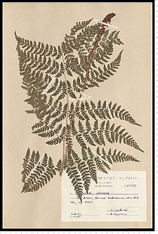 Dryopteris dilatata (Hoffm.) A. Gray