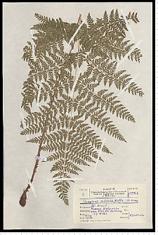 Dryopteris dilatata (Hoffm.) A. Gray
