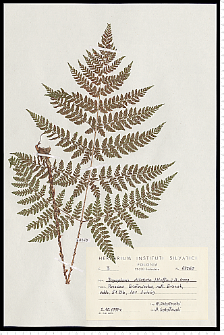 Dryopteris dilatata (Hoffm.) A. Gray