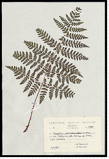 Dryopteris dilatata (Hoffm.) A. Gray