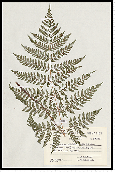 Dryopteris dilatata (Hoffm.) A. Gray