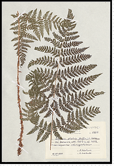 Dryopteris dilatata (Hoffm.) A. Gray